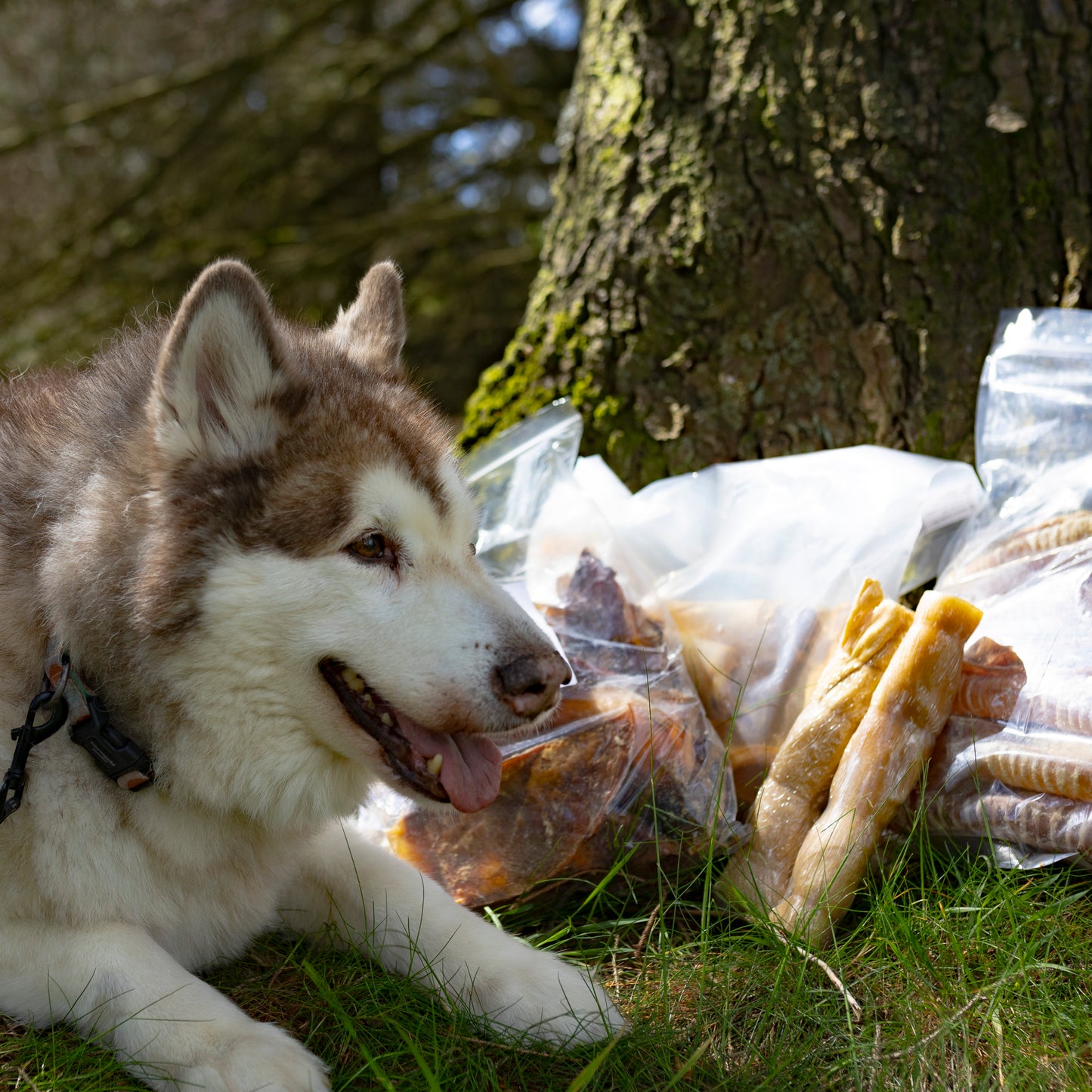Big Dog Chewer Bundle! (Limited Edition)