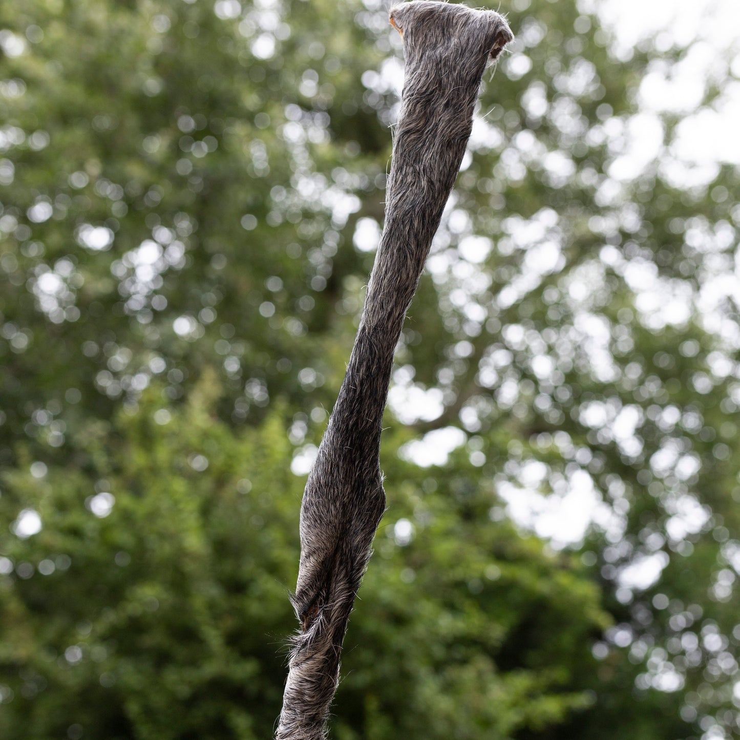Giant Hairy Beef Stick (approx 50cm)