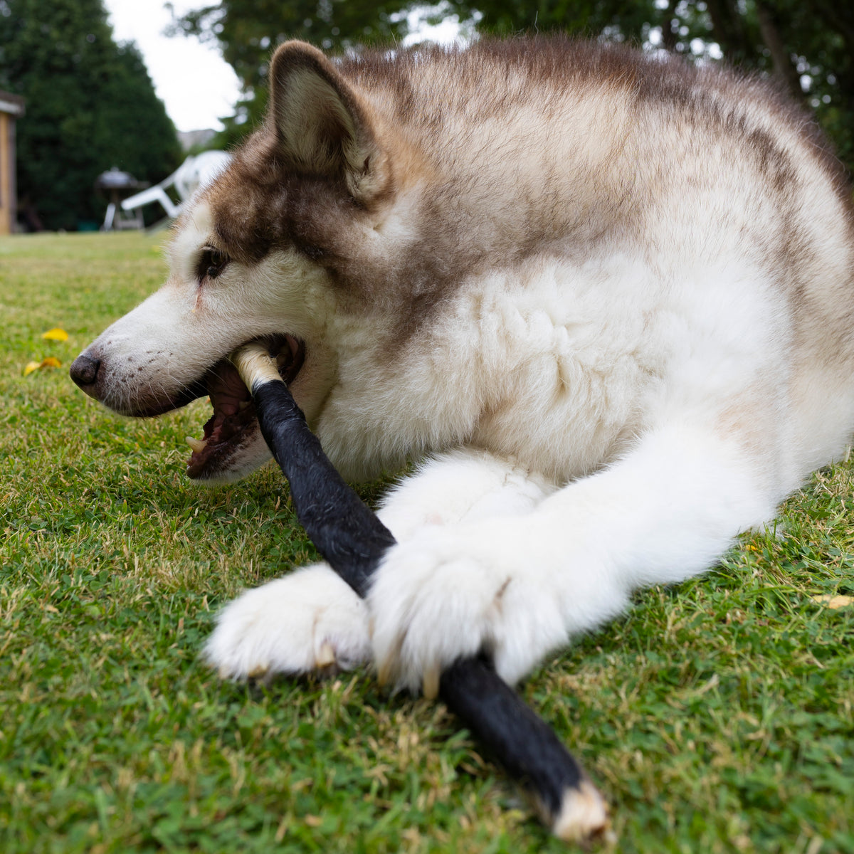 Giant Hairy Beef Stick (approx 50cm)