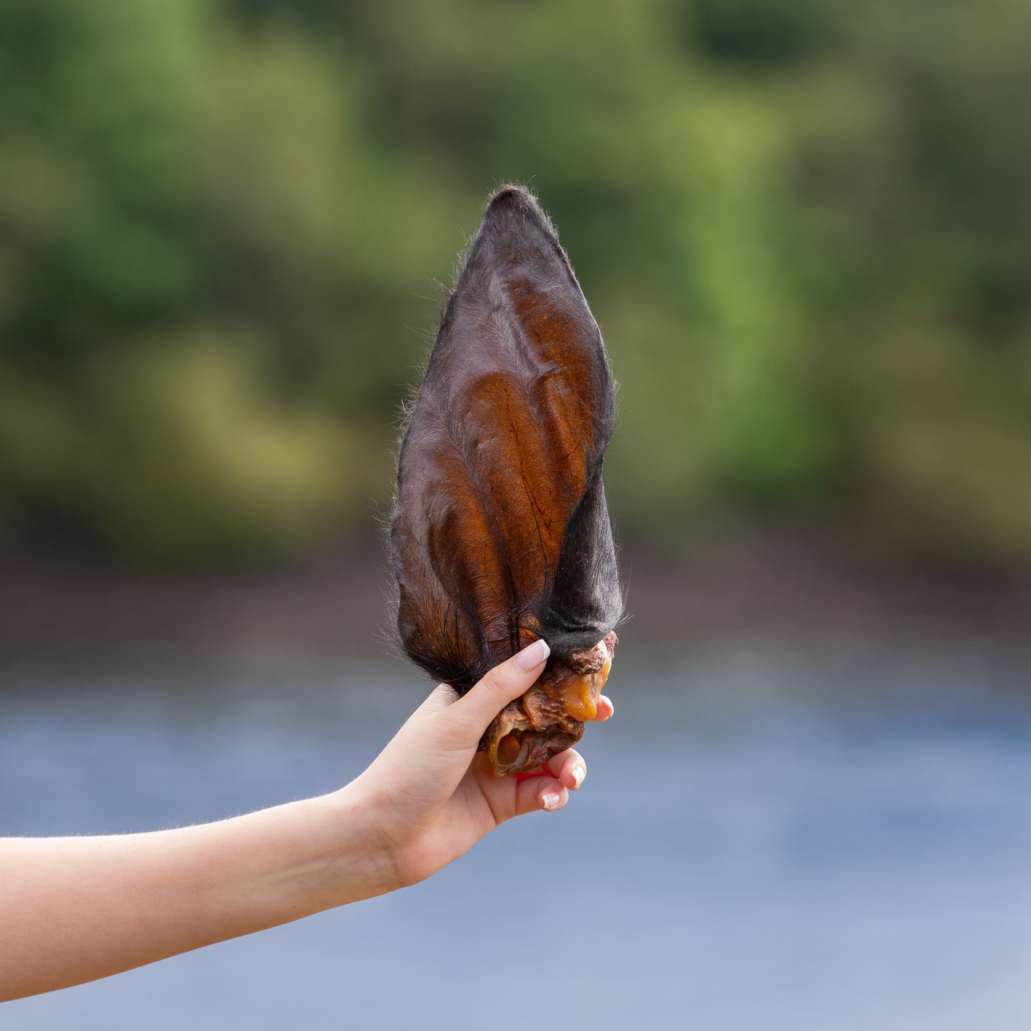 Hairy Buffalo Ears – Natural Chew for Healthy Teeth & Happy Dogs (Single or Pack of 10)