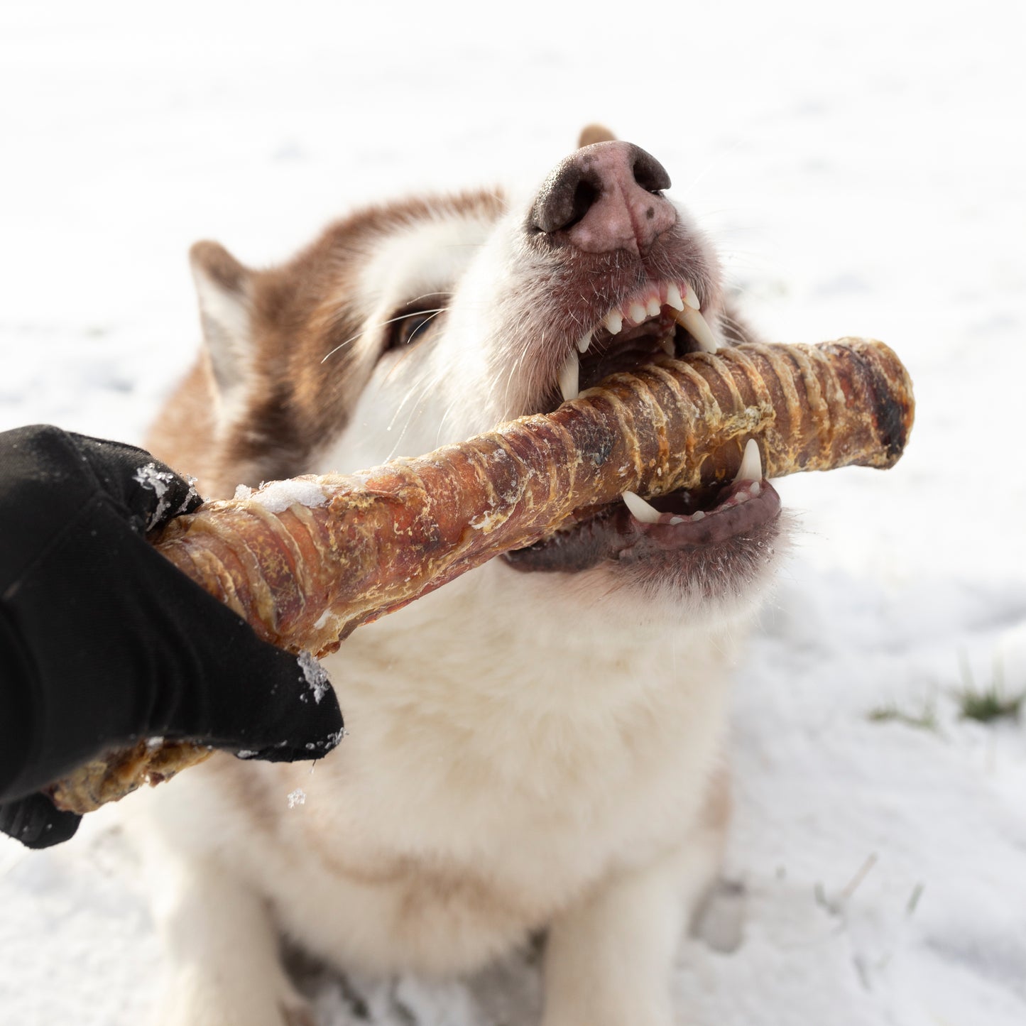 30 cm Trachea Natural Dog Treat