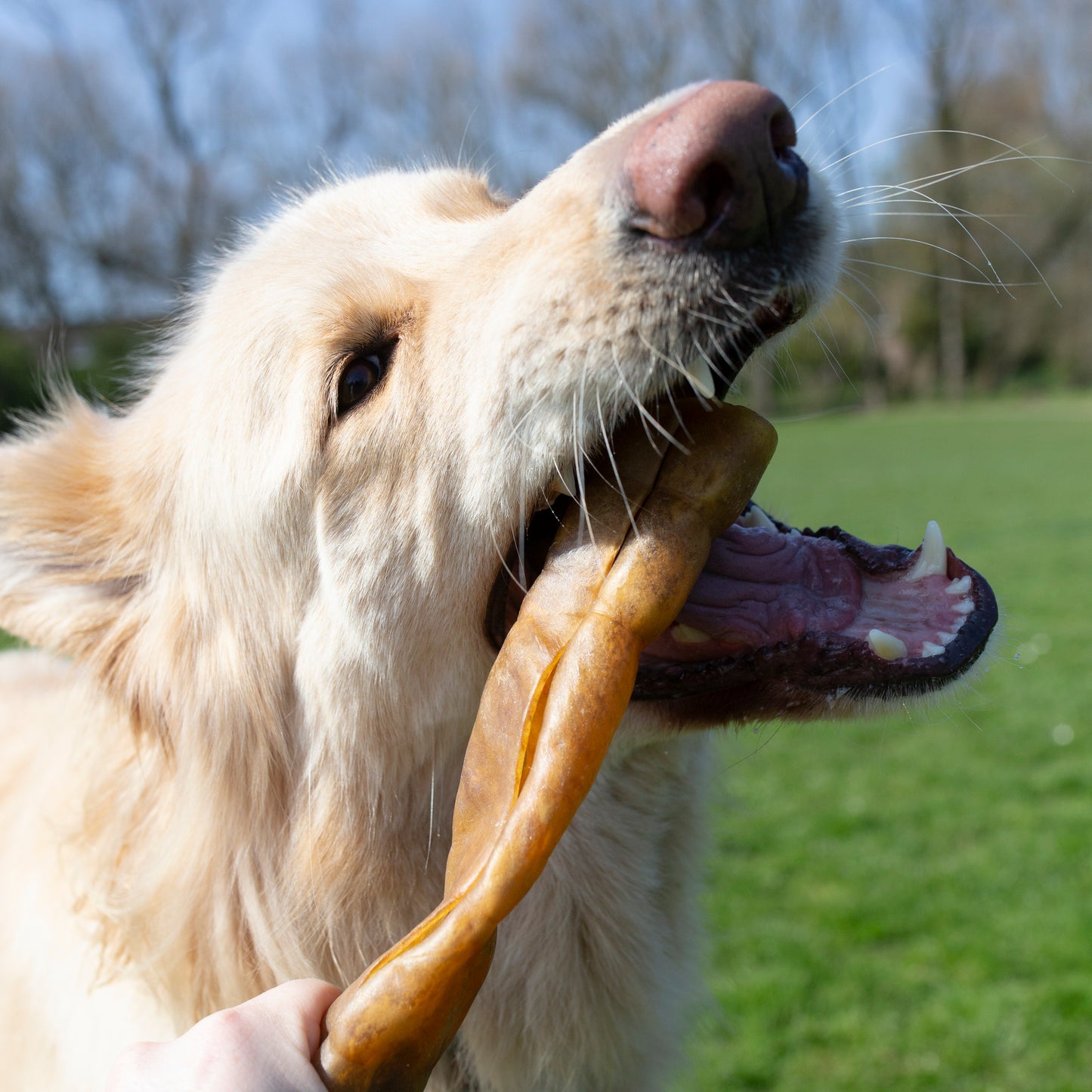 Large 30 cm skin roll (dog treat) camel,goat,beef or buffalo low in fat and hypoallergenic
