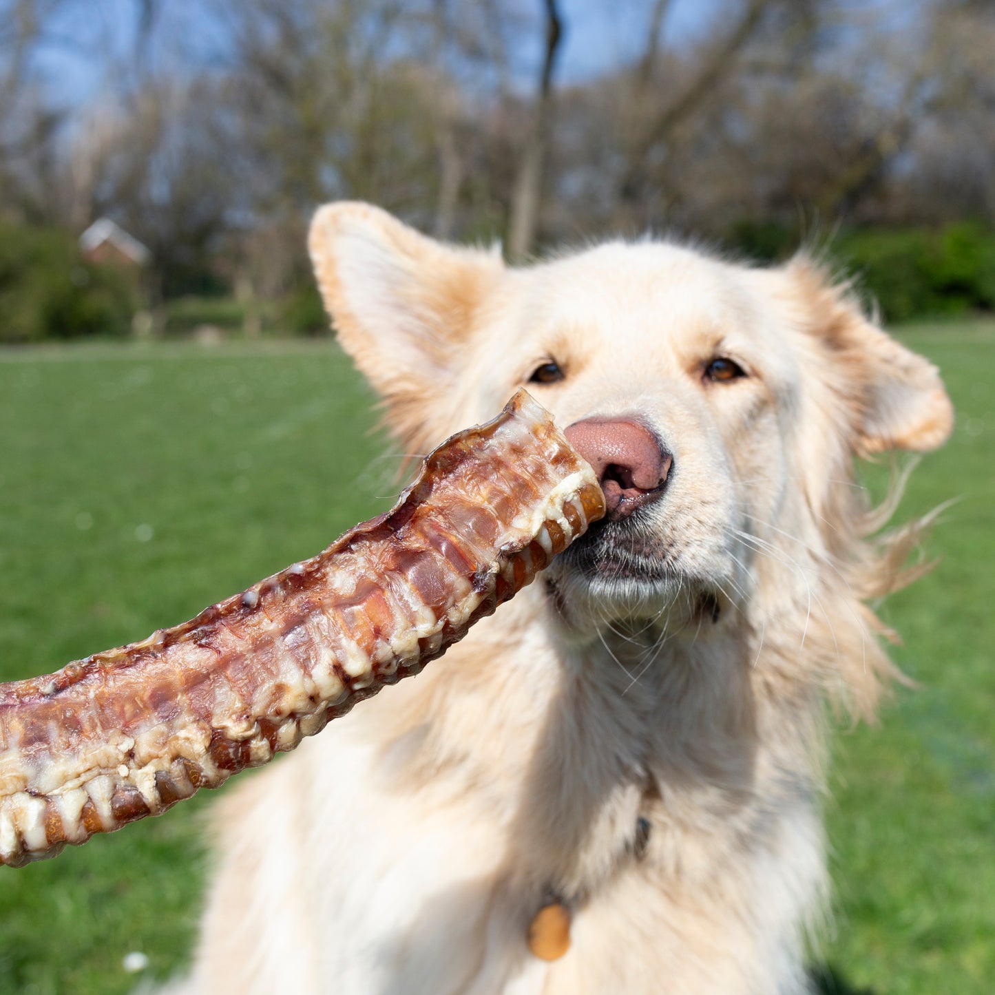 30 cm Trachea Natural Dog Treat