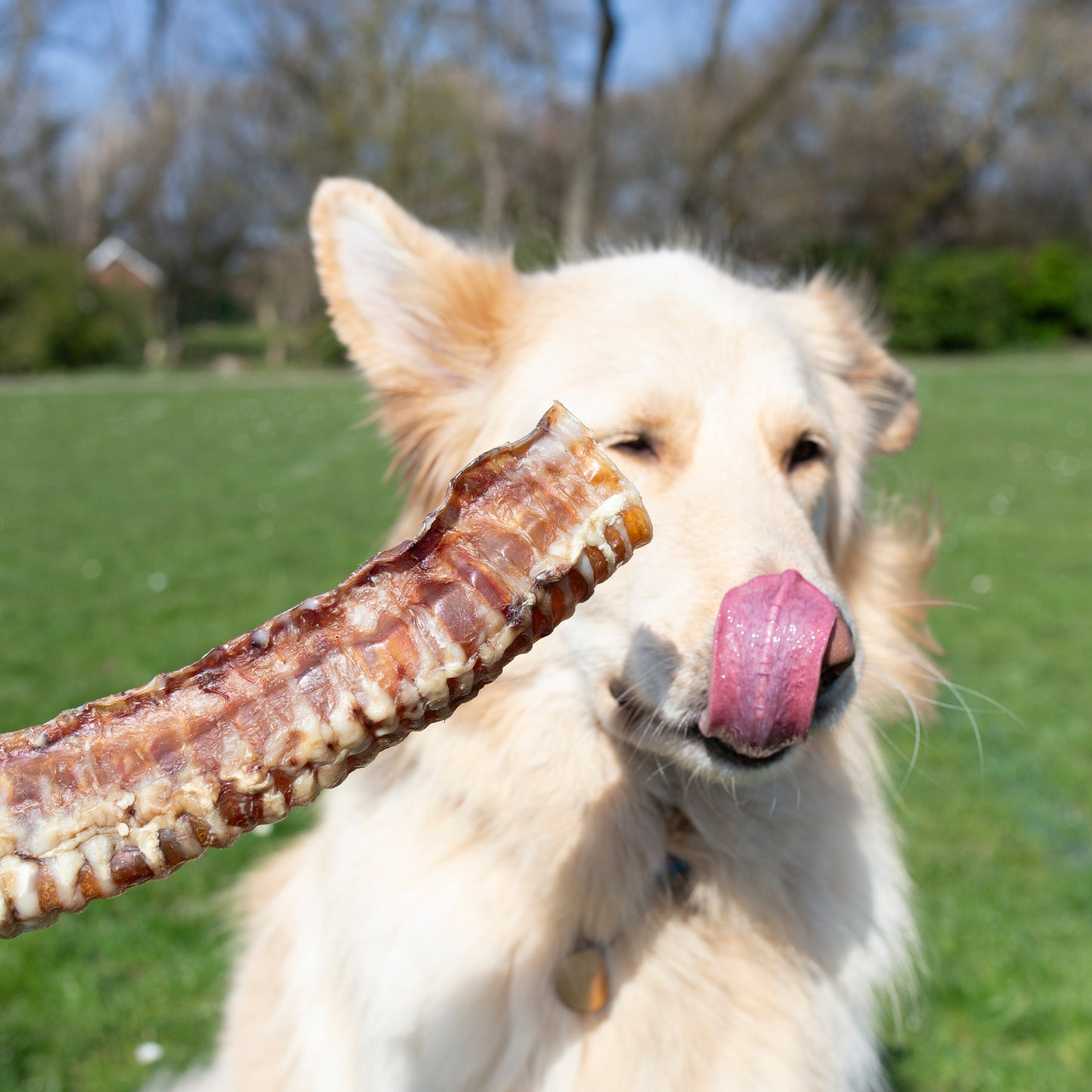 30 cm Trachea Natural Dog Treat