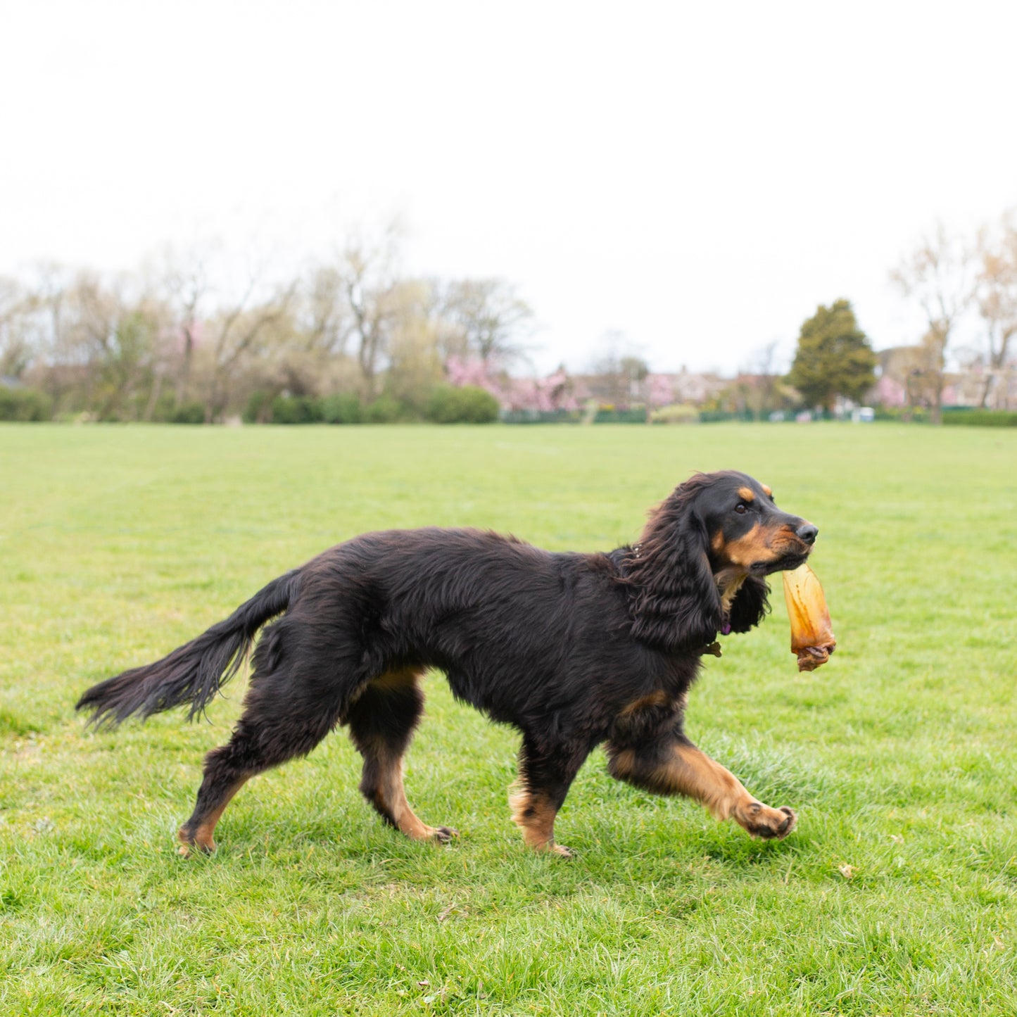 Large buffalo ears (no hair) single or 10 pack, natural dog treat