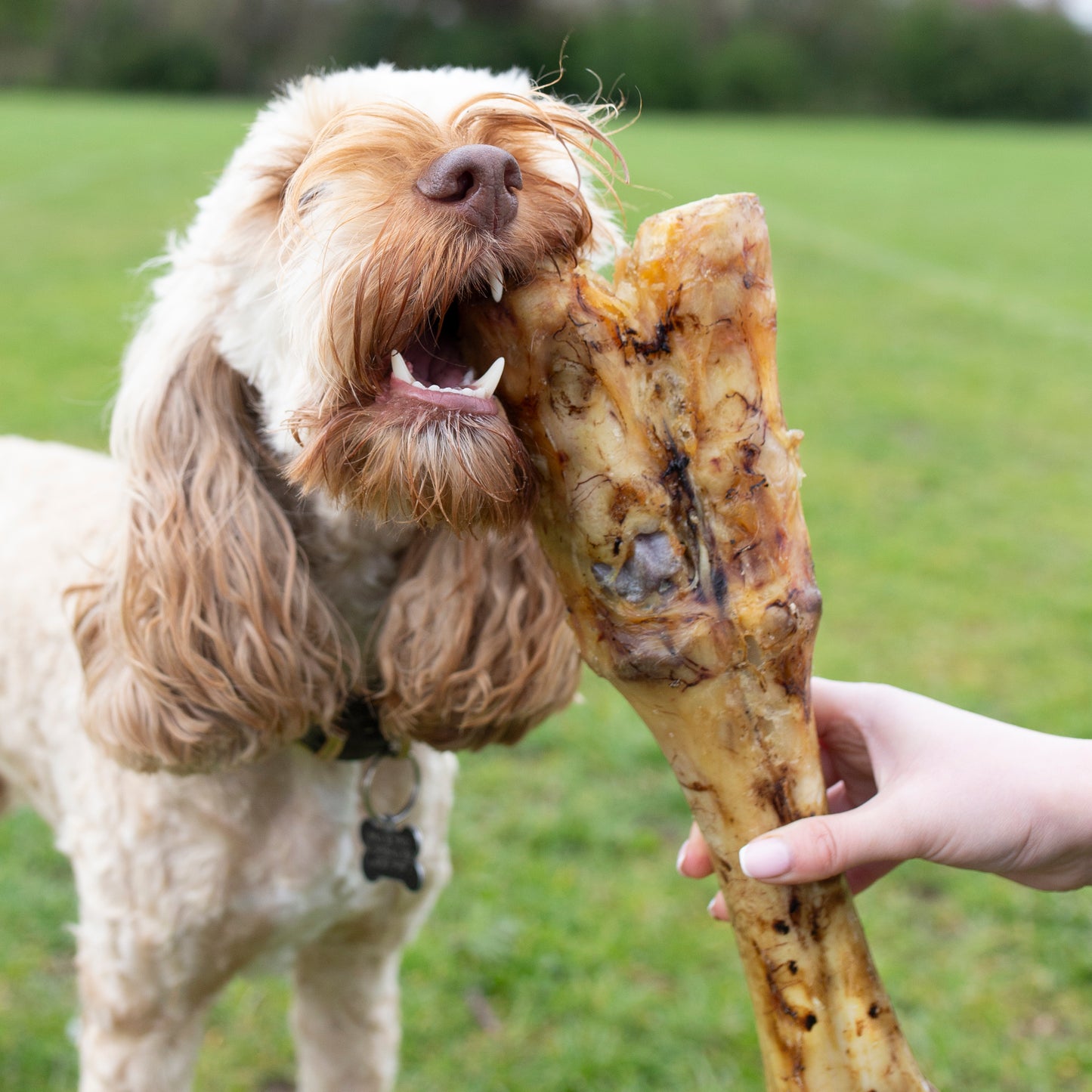 Beef Leg Bone, Long Lasting Natural Dog Treat