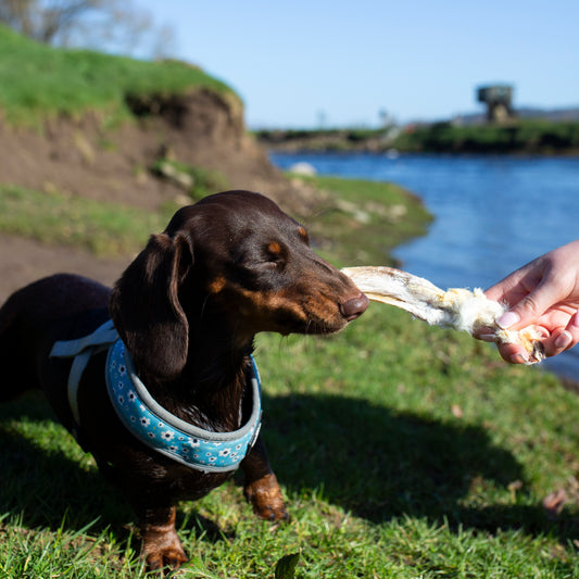 Hairy rabbit ears bulk bag, natural dog treats