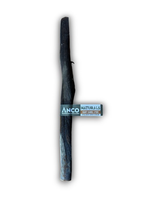 Giant camel skin (approx 50cm)