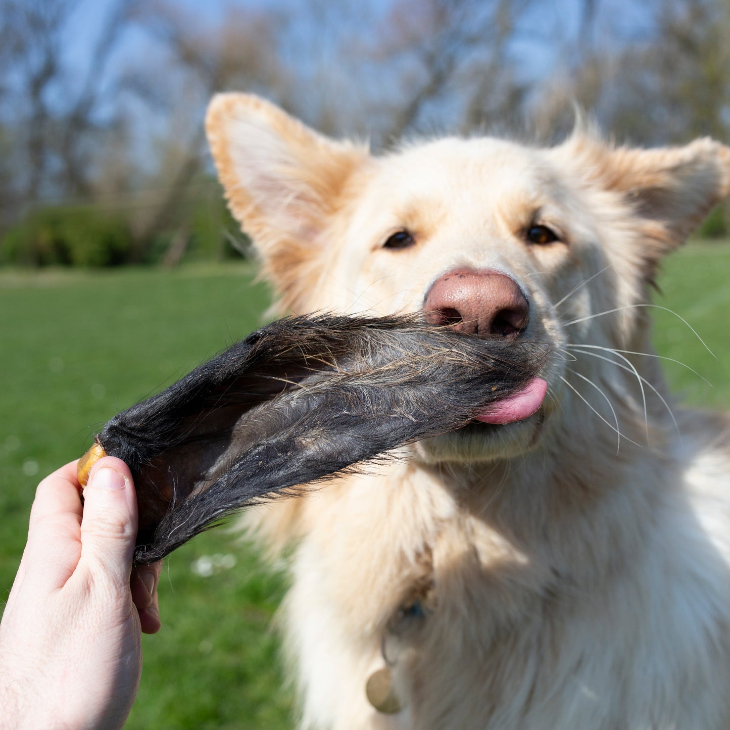 Hairy Buffalo Ears – Natural Chew for Healthy Teeth & Happy Dogs (Single or Pack of 10)