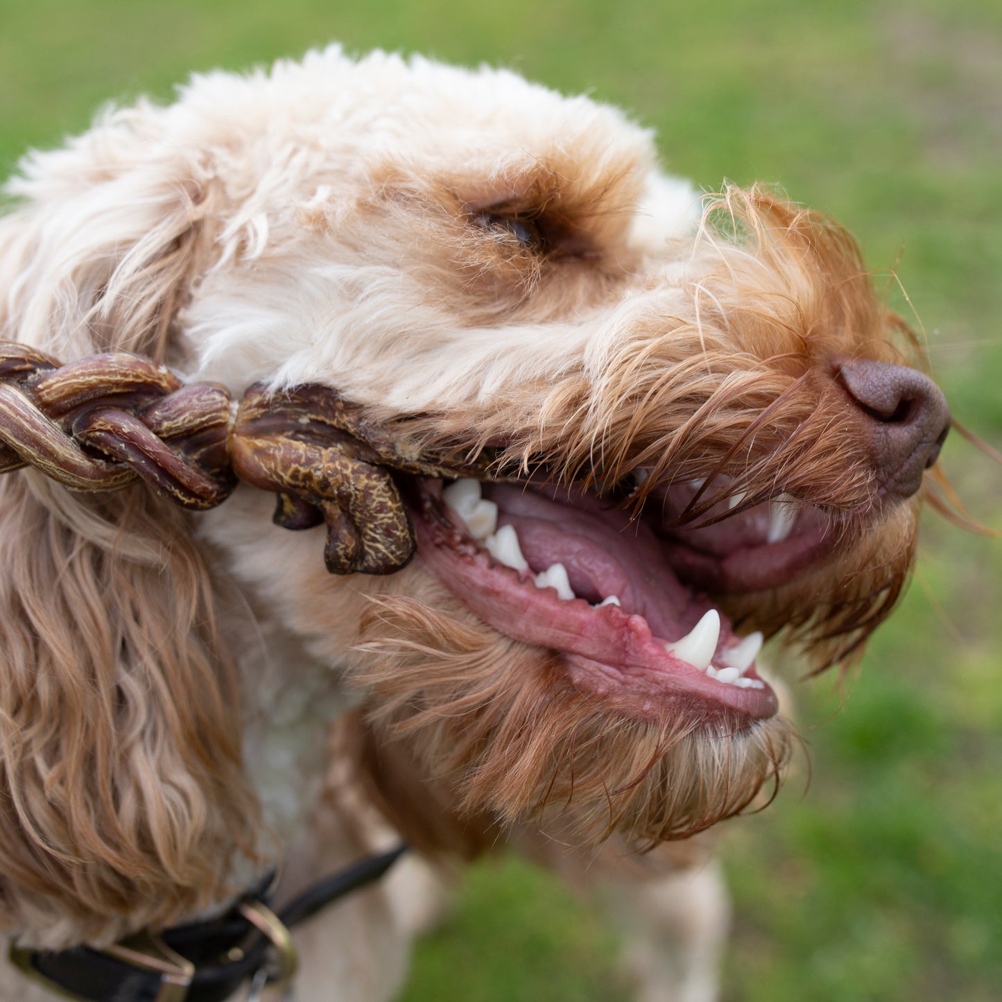 15cm braided lamb pizzle dental chew for dogs from Mabel's Natural Pet Supplies™, showing the long-lasting braided lamb chew.
