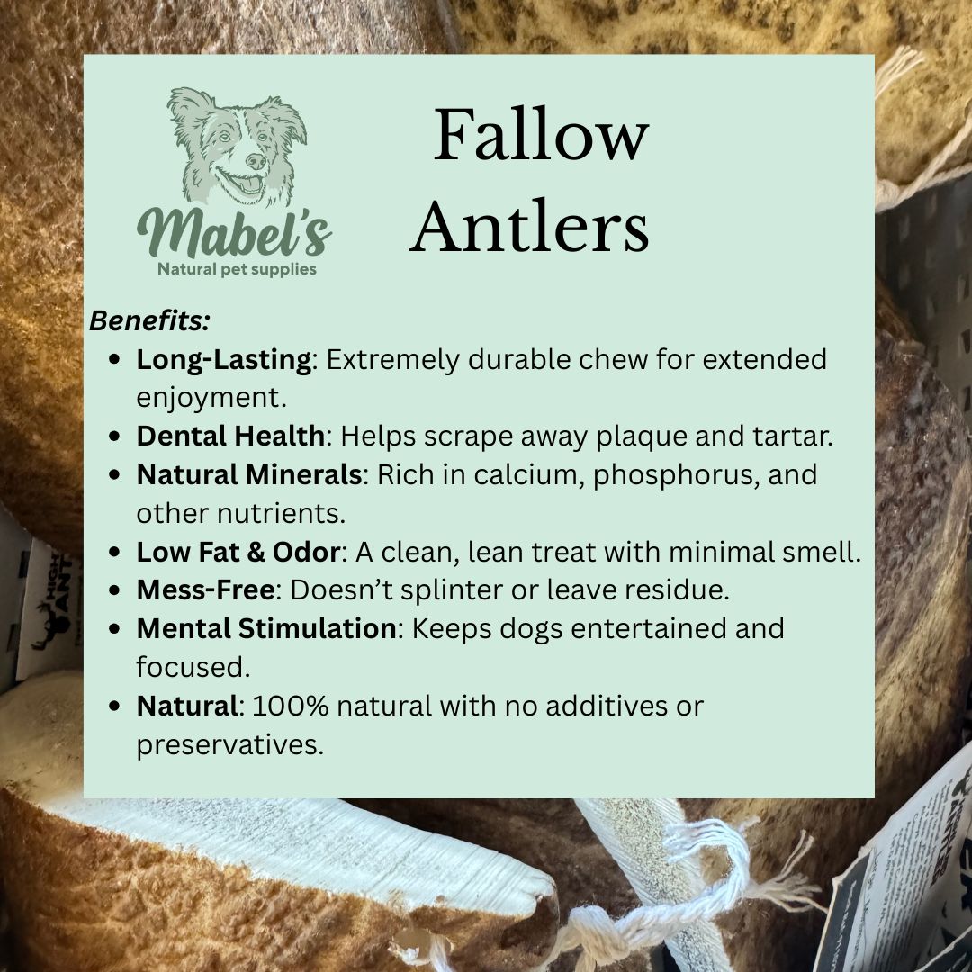 Large Fallow Antler, Long Lasting Dog Treat