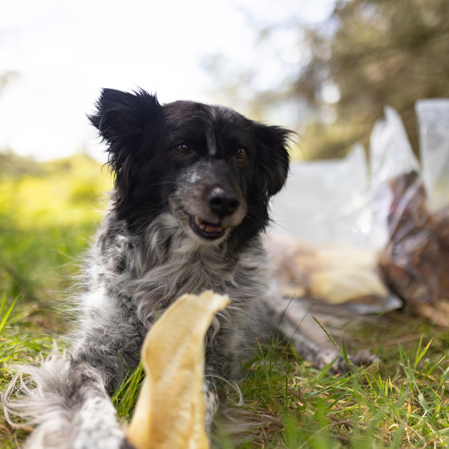 Big Dog Chewer Bundle! (Limited Edition)