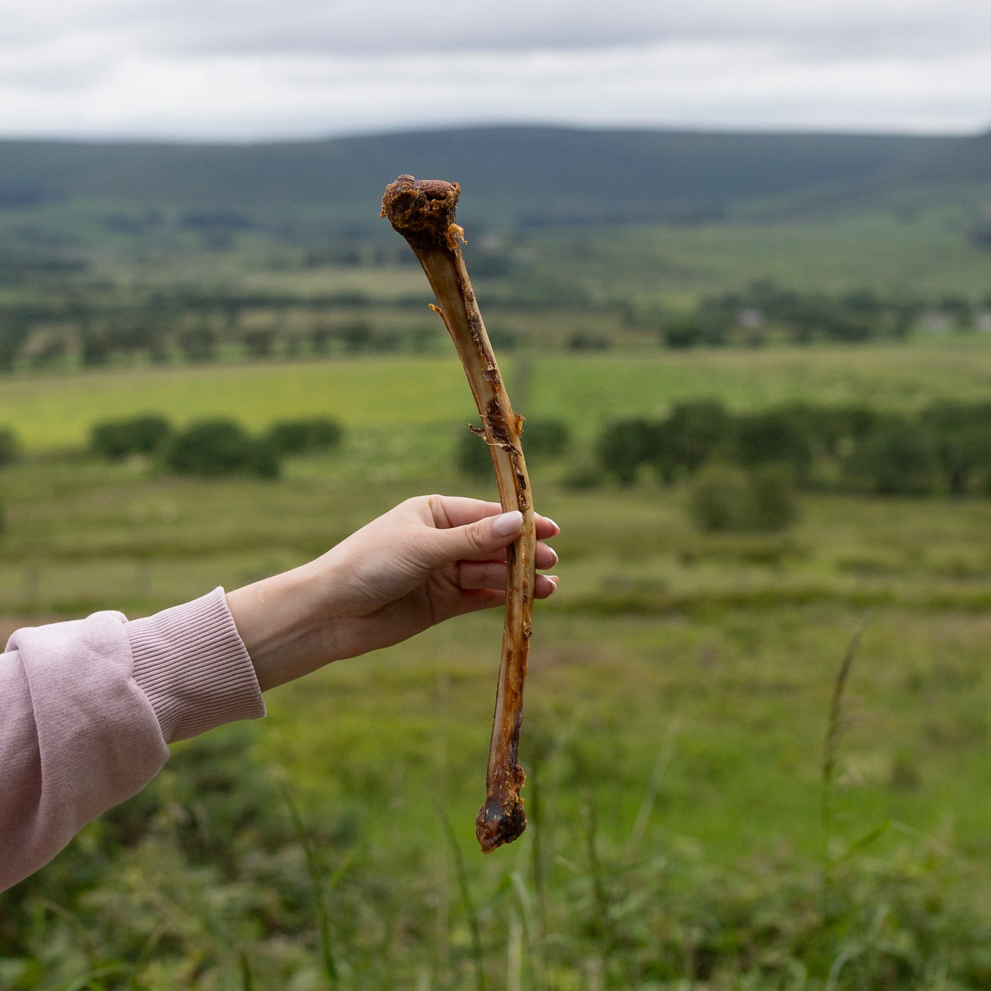 Ostrich Wing (single) Long Lasting Natural Dog Treat