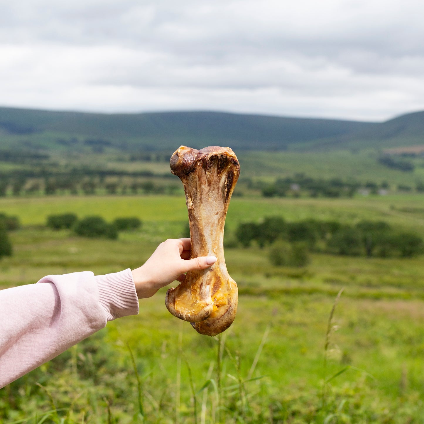 Large ostrich bone (dino bone)