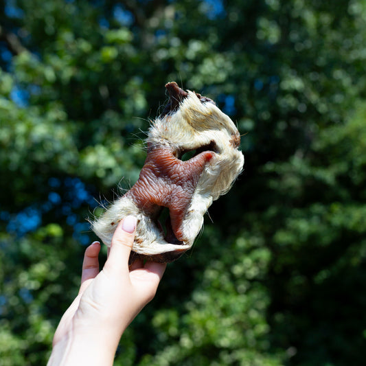 Hairy Beef Snout Individual