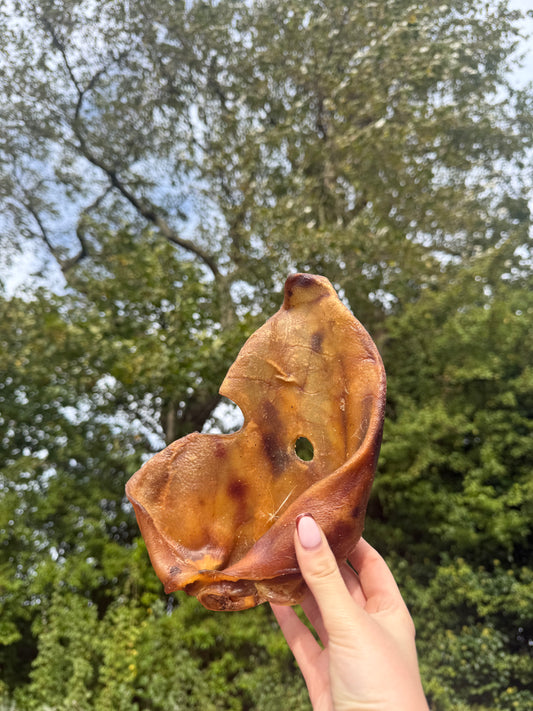 Large sow ear (single)