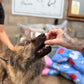 Charity Mixed Treat Bag, 10% of profits help dogs find their forever home