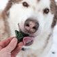 Christmas Tree, Snowman, Santa Claus shaped dog treat