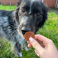 Scottish Salmon Buttons – Grain-Free, Omega-Rich Treats for Dogs & Puppies (8 Weeks+)