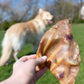 Pigs ear natural dog treat, buy as a single, 10 pack or 50 pack
