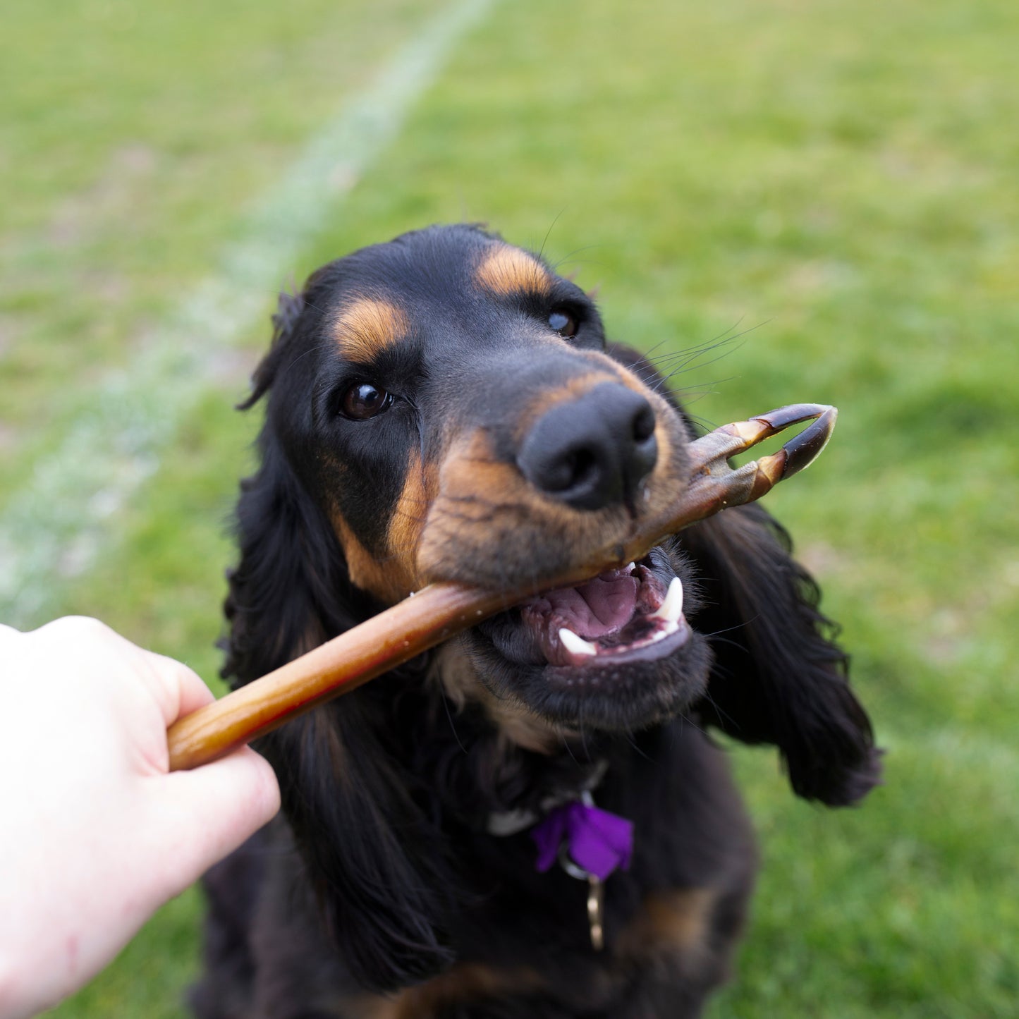 Roe deer legs, natural dog treat
