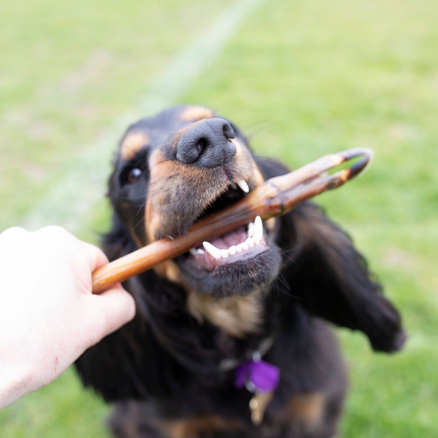 Roe deer legs, natural dog treat