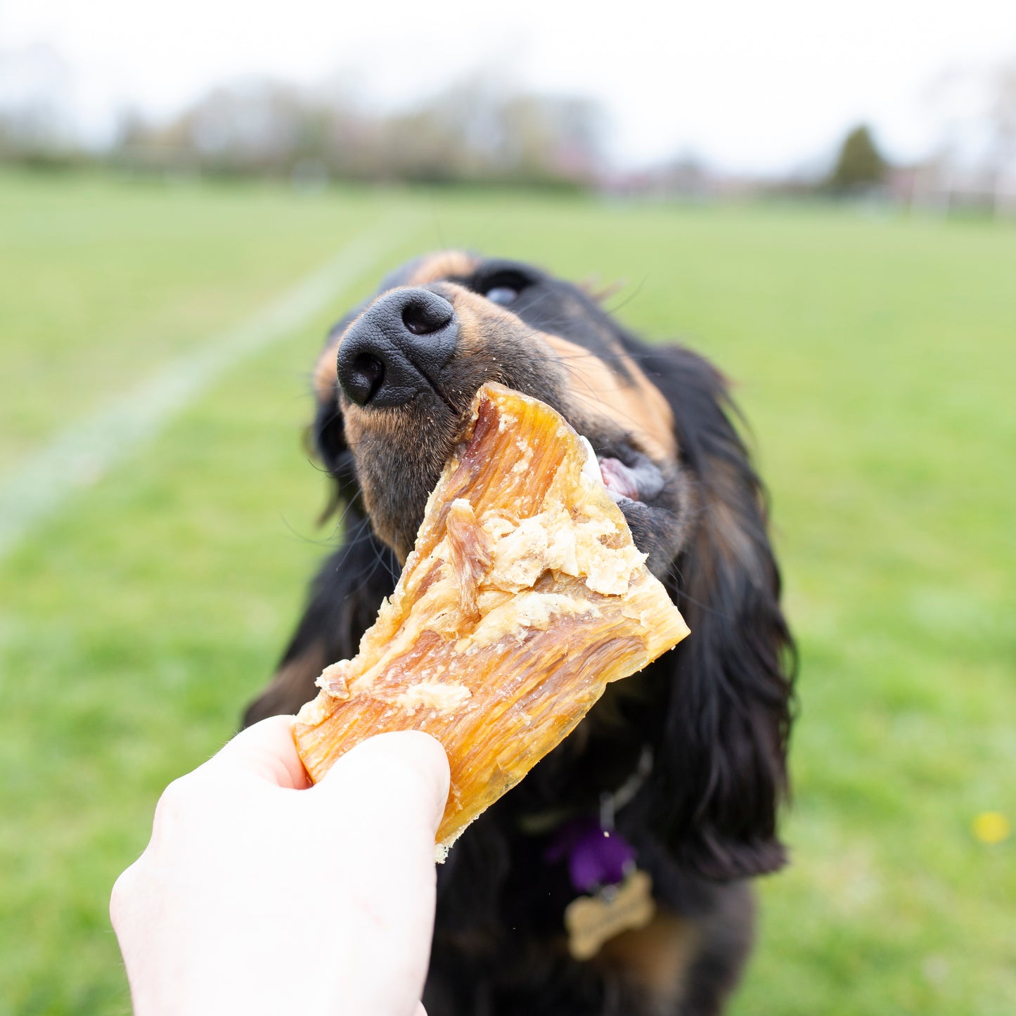 1kg bag or 500g bag  of paddy wack (beef tendon) natural dog treat