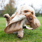 Large hairy cow ear, long lasting dog treat