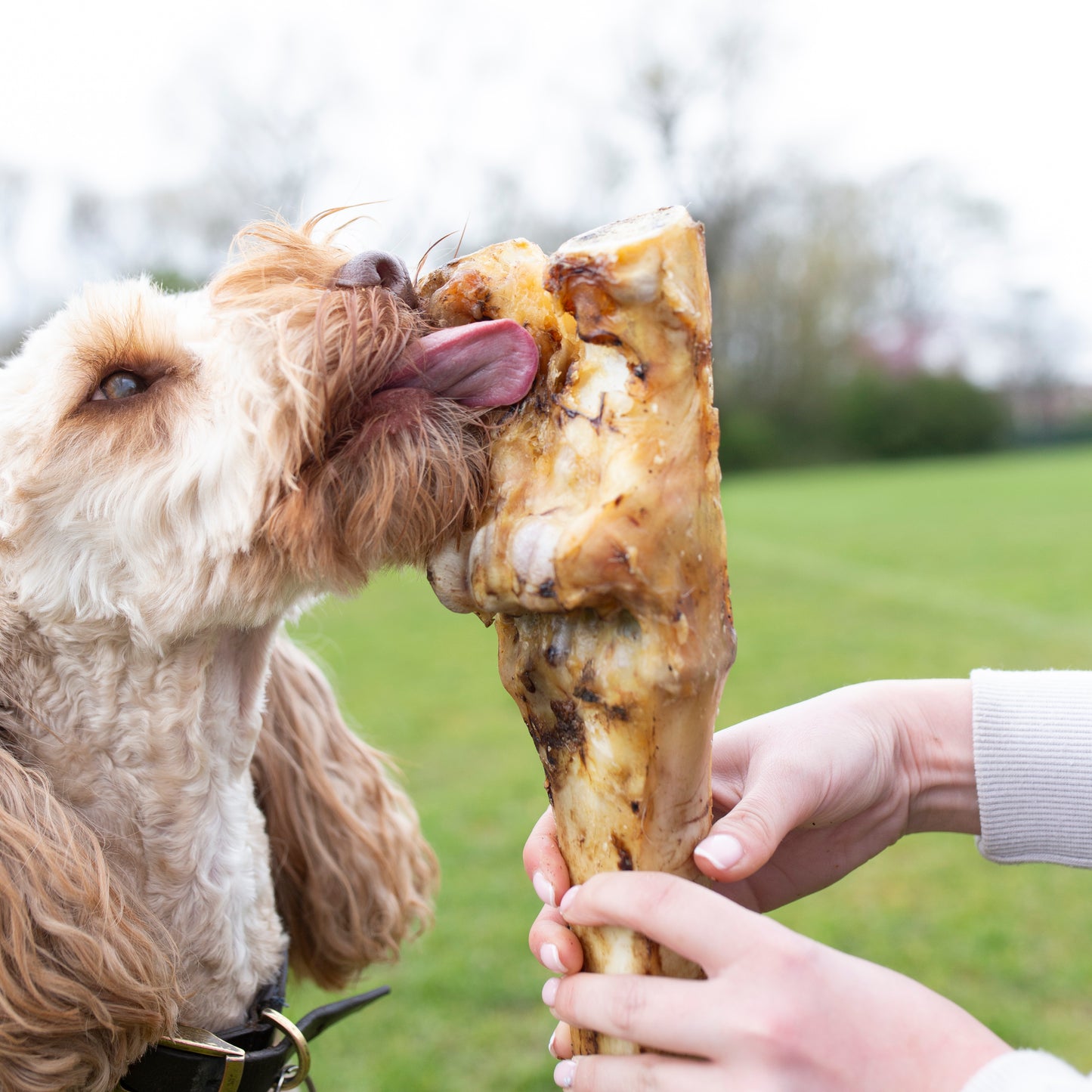 Beef Leg Bone, Long Lasting Natural Dog Treat