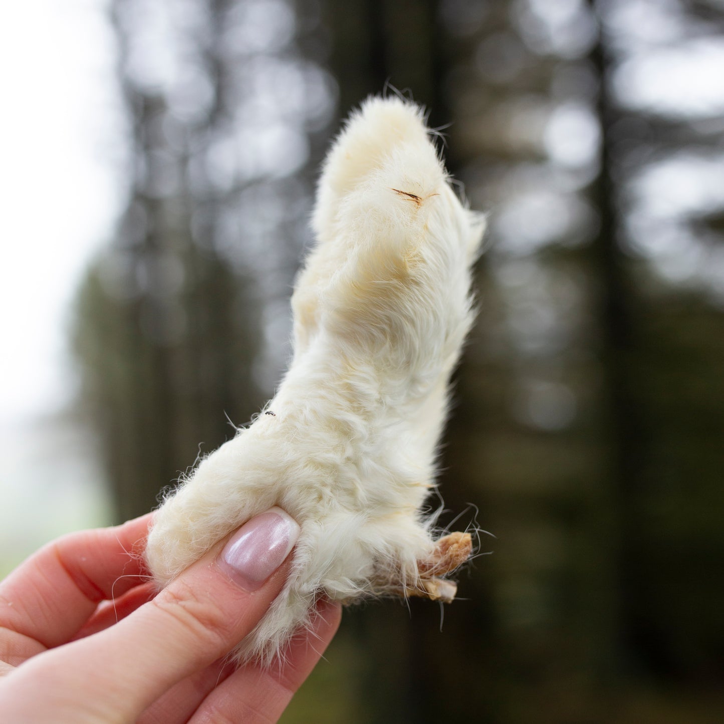 Hairy rabbit feet 1kg or 500g bulk bag, natural dog treat