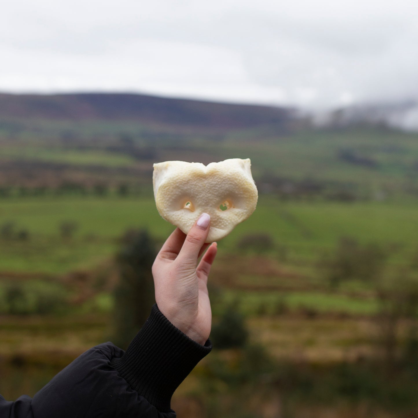 Puffed pig snout single or 10 pack, natural dog treat