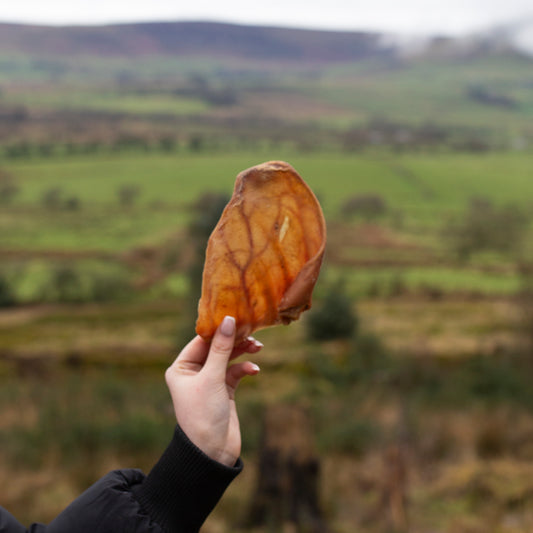 Pigs ear natural dog treat, buy as a single, 10 pack or 50 pack