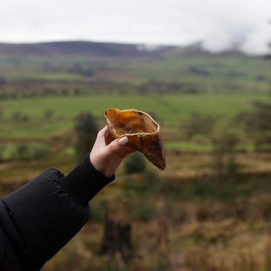 Empty Cow Hooves, single or 4 pack