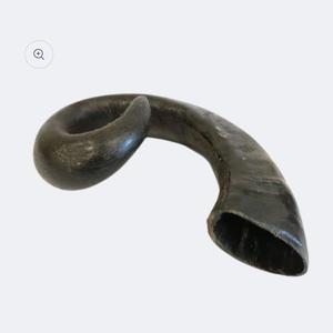 Large buffalo horn