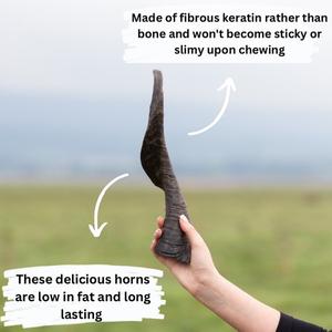 goat horn, long lasting natural dog treat