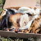 Hairy Natural Treat Box, dog treat box, contains 23 treats