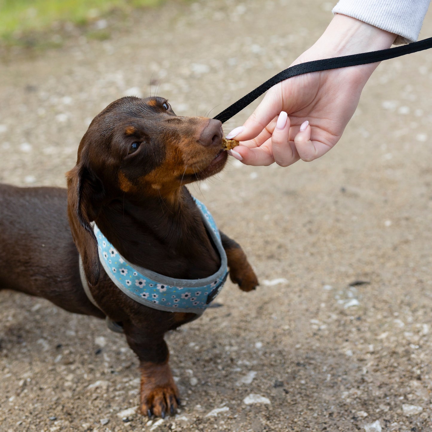 Mabel's Natural Pet Supplies training treats in 100g and 250g packages, small bite-sized rewards for dogs or cats.
