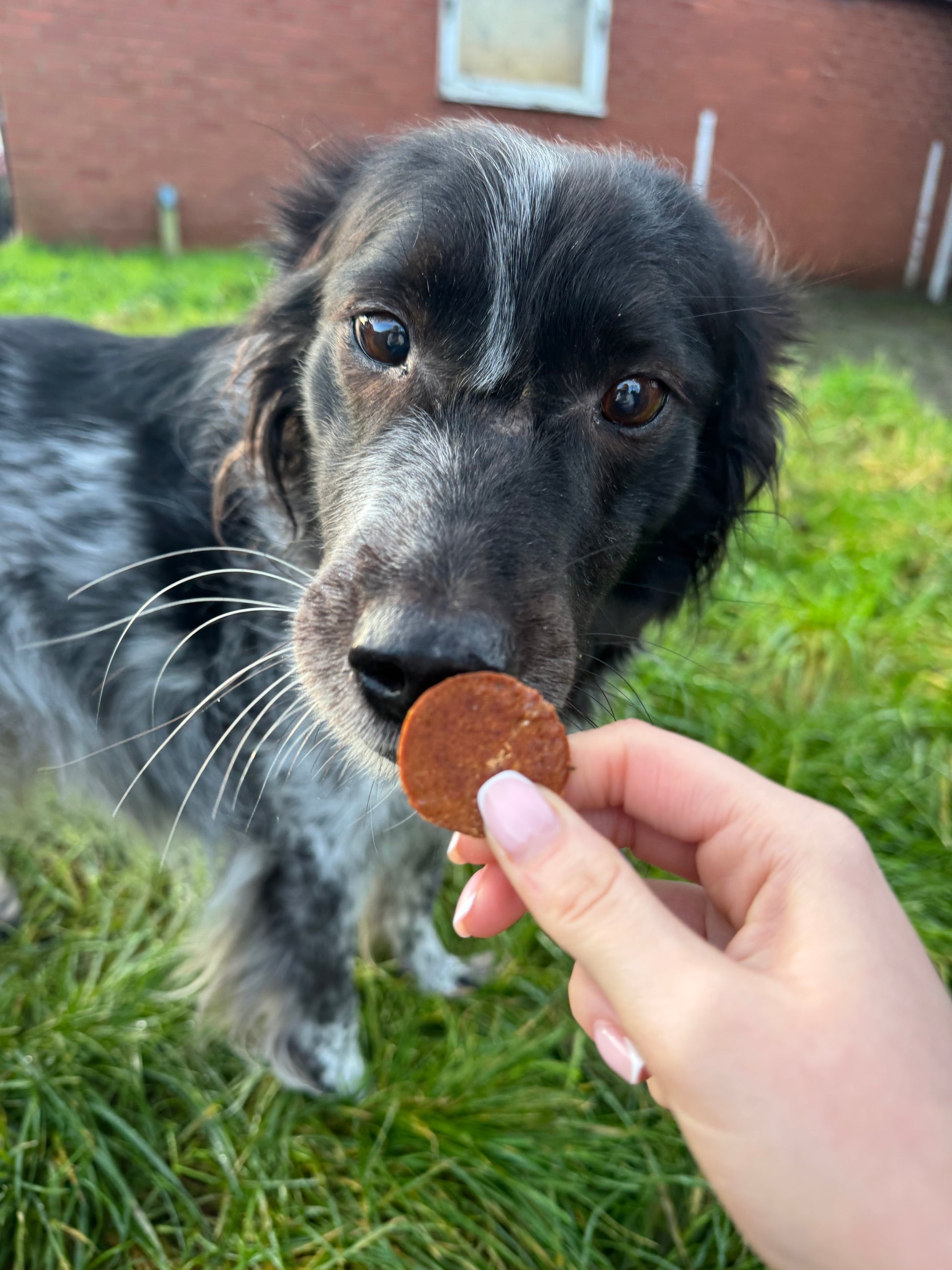 Scottish Salmon Buttons dog treats by Mabel's Natural Pet Supplies, grain-free, omega-rich treats for puppies and dogs over 8 weeks.