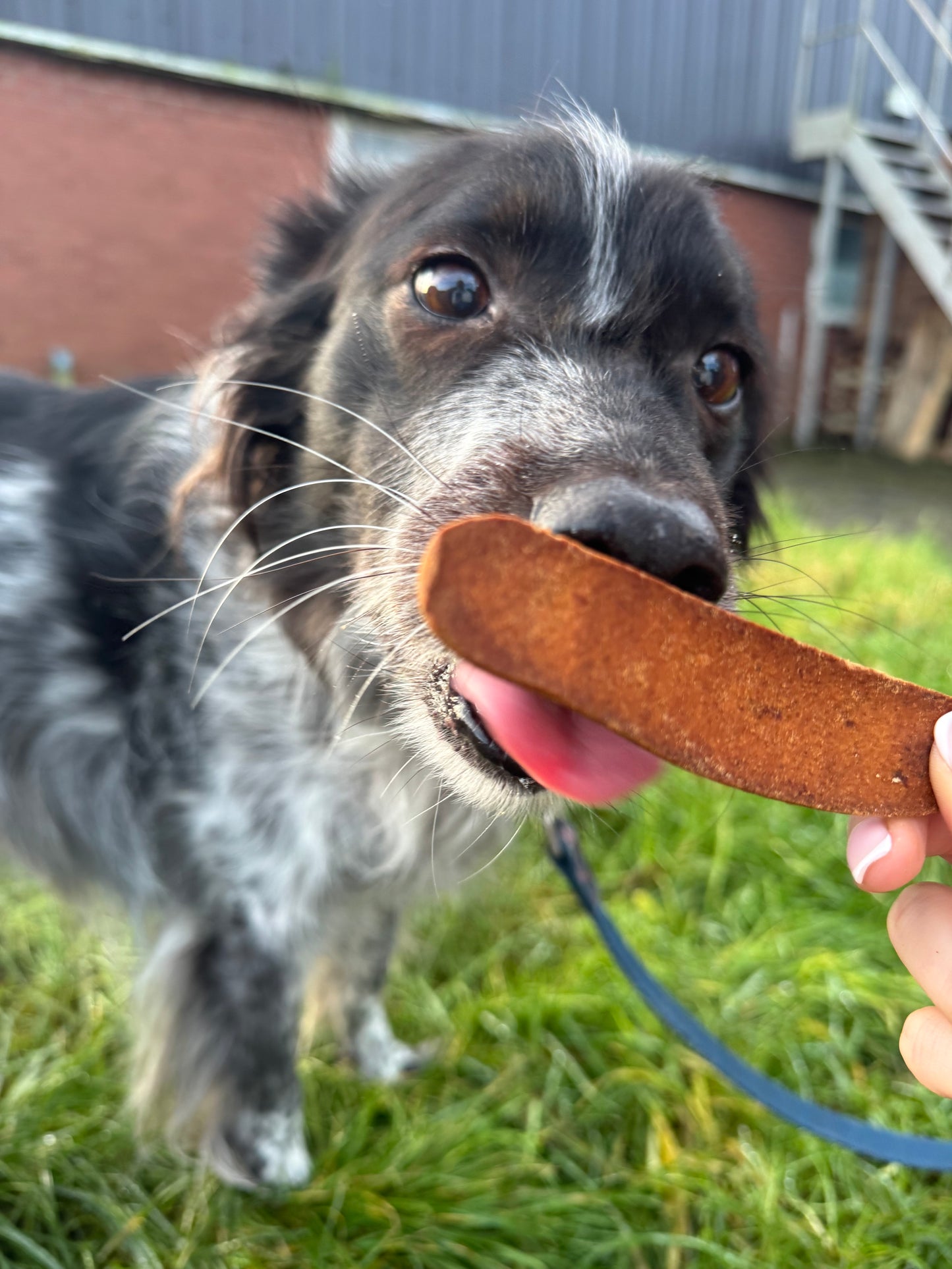 Scottish Salmon Strips for dogs by Mabel's Natural Pet Supplies, grain-free omega-rich treats, visible salmon strips in packaging