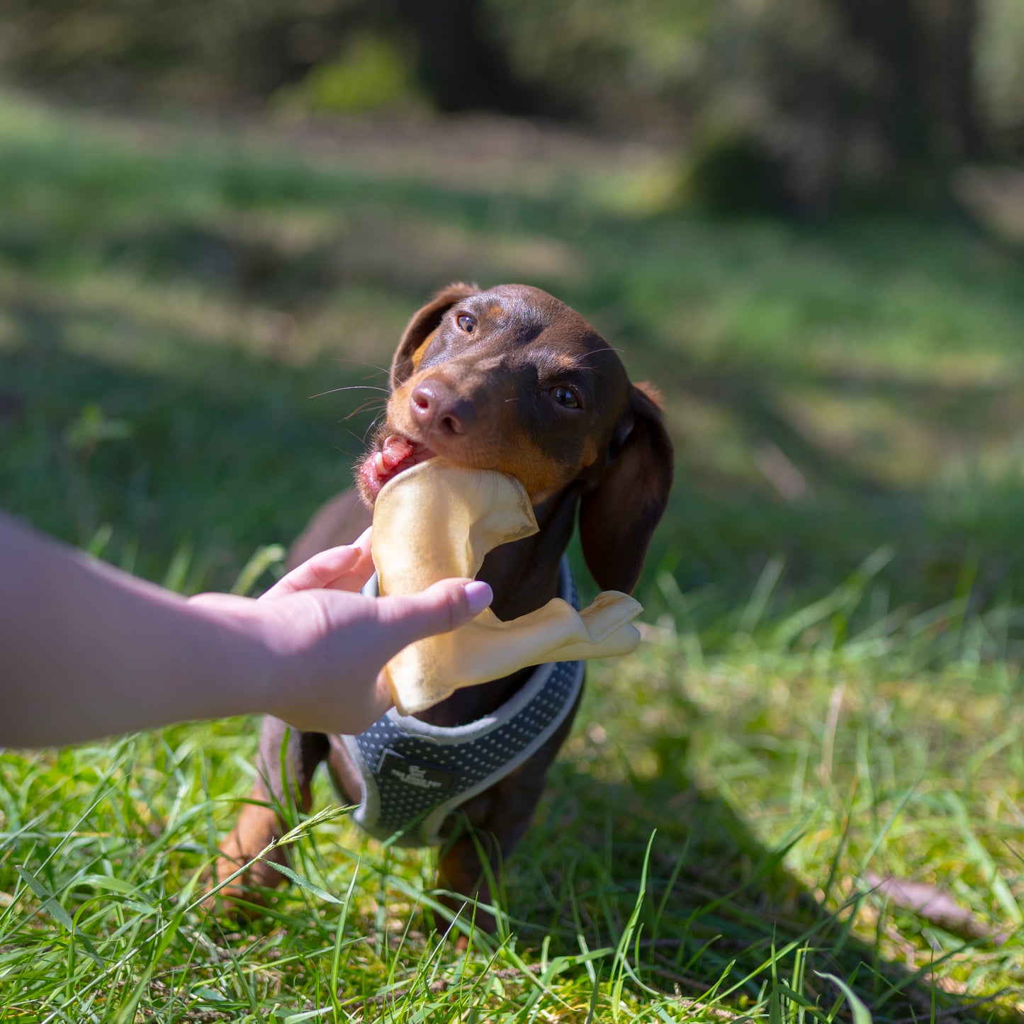 Mabel's Natural Pet Supplies™ bulk bag of buffalo skins, natural long-lasting dog treats, available in 1kg or 500g sizes.