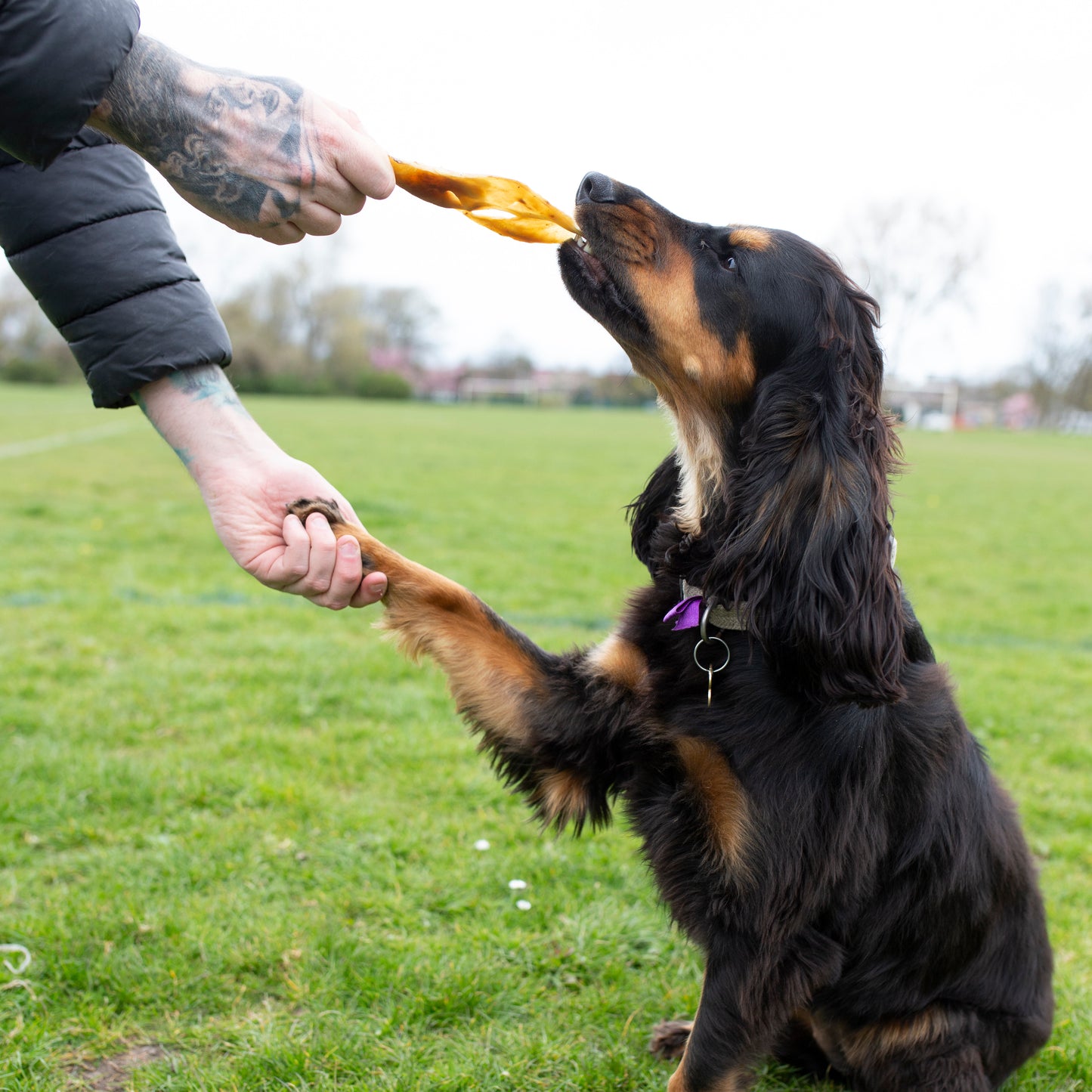 Natural dog treats: Mabel's Natural Pet Supplies lamb snouts in a 1kg or 500g bulk bag, fresh and appealing for dogs.