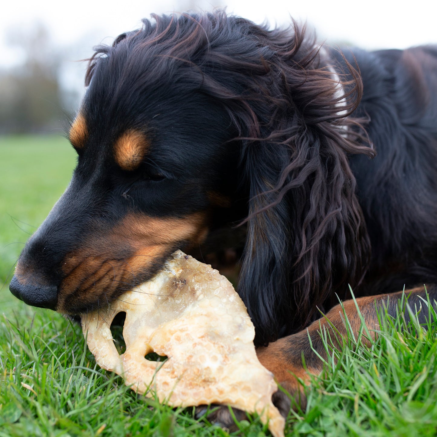 Mabel's Natural Pet Supplies lamb snouts in a 1kg or 500g bulk bag, natural dog treat, shown in the image.