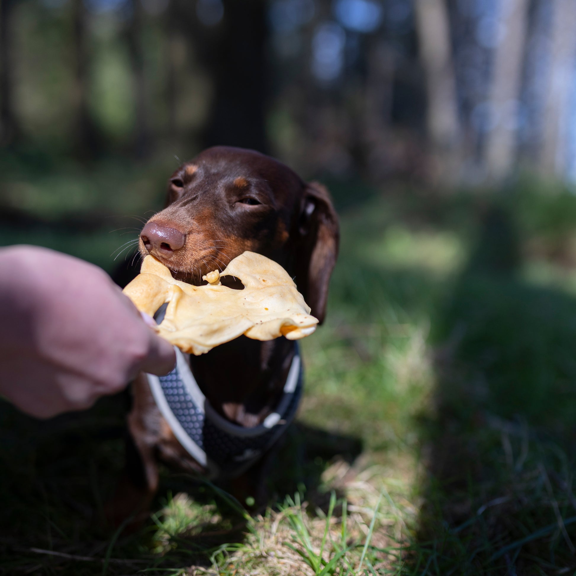 Natural lamb snouts from Mabel's Natural Pet Supplies, 1kg or 500g bulk bag, ideal healthy dog treats with a natural appearance.