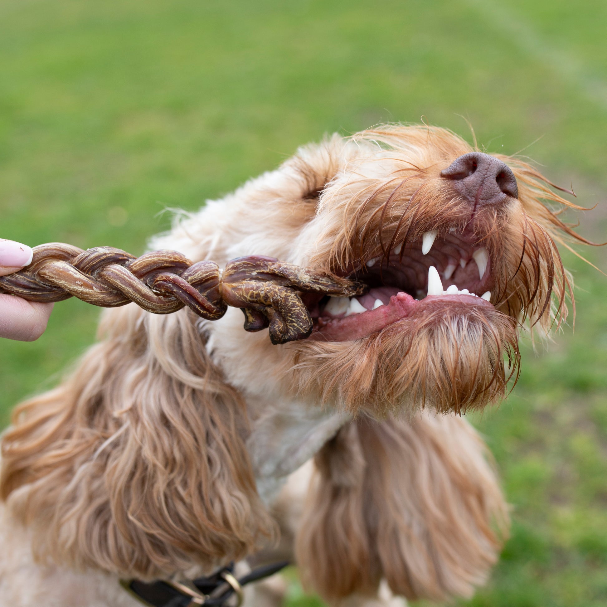 15cm braided lamb pizzle dental chew for dogs from Mabel's Natural Pet Supplies, featuring a long-lasting, natural treat for dental health.