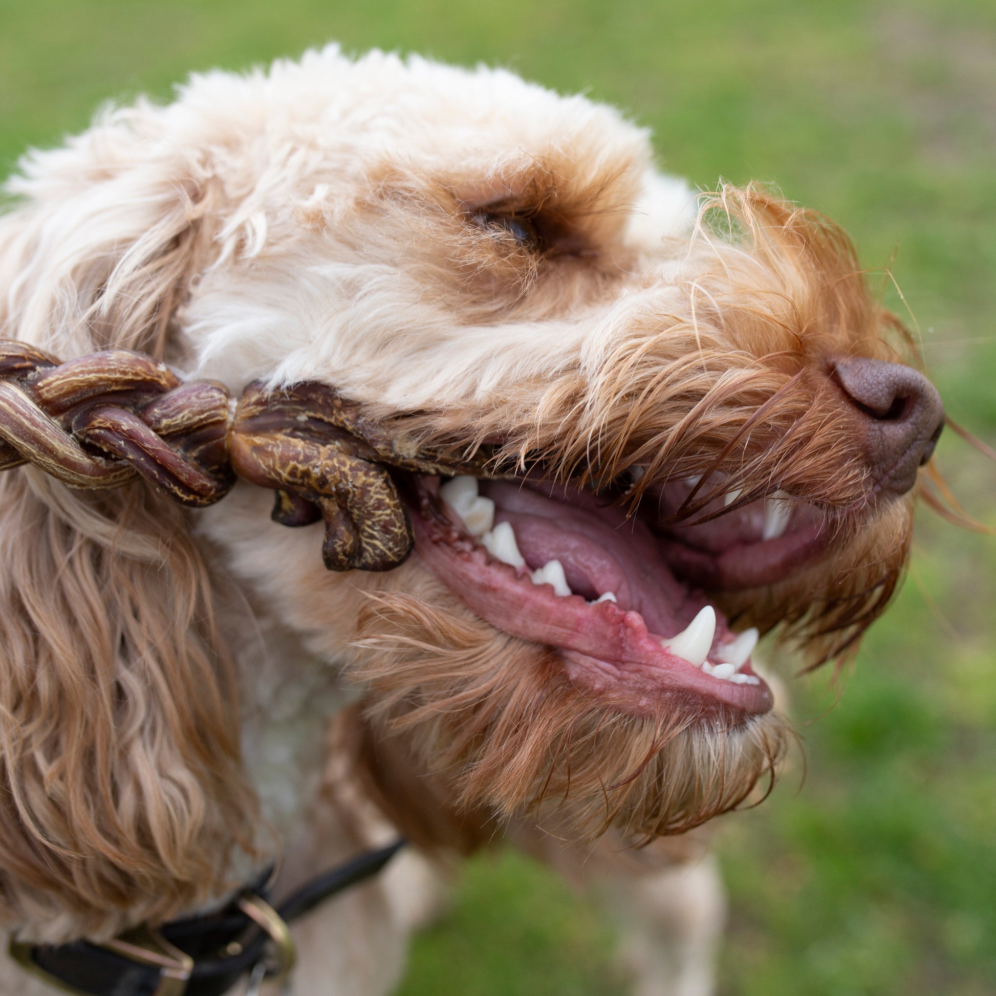 15cm braided lamb pizzle dental chew for dogs from Mabel's Natural Pet Supplies™, showing the long-lasting braided lamb chew.