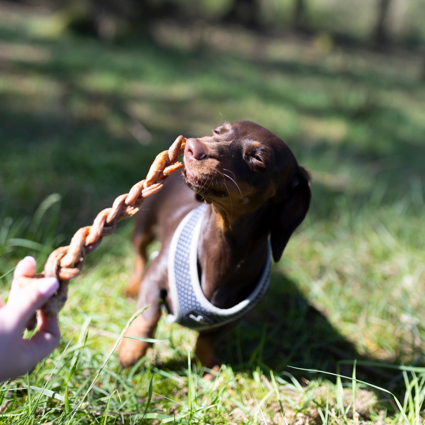 15cm braided lamb pizzle dental chew for dogs by Mabel's Natural Pet Supplies™, showcasing the braided, long-lasting treat.