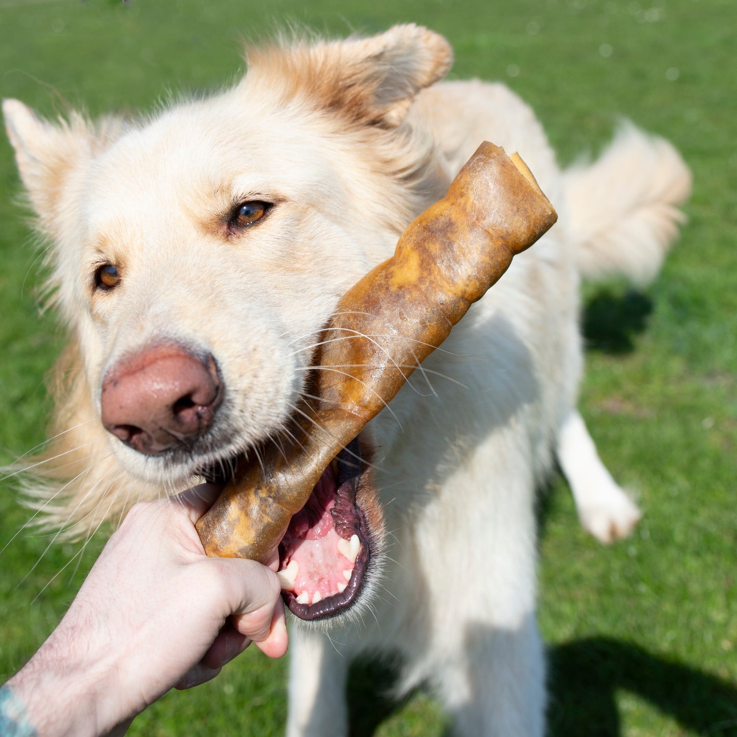 Jumbo Camel Roll, Long Lasting Natural Dog Treat