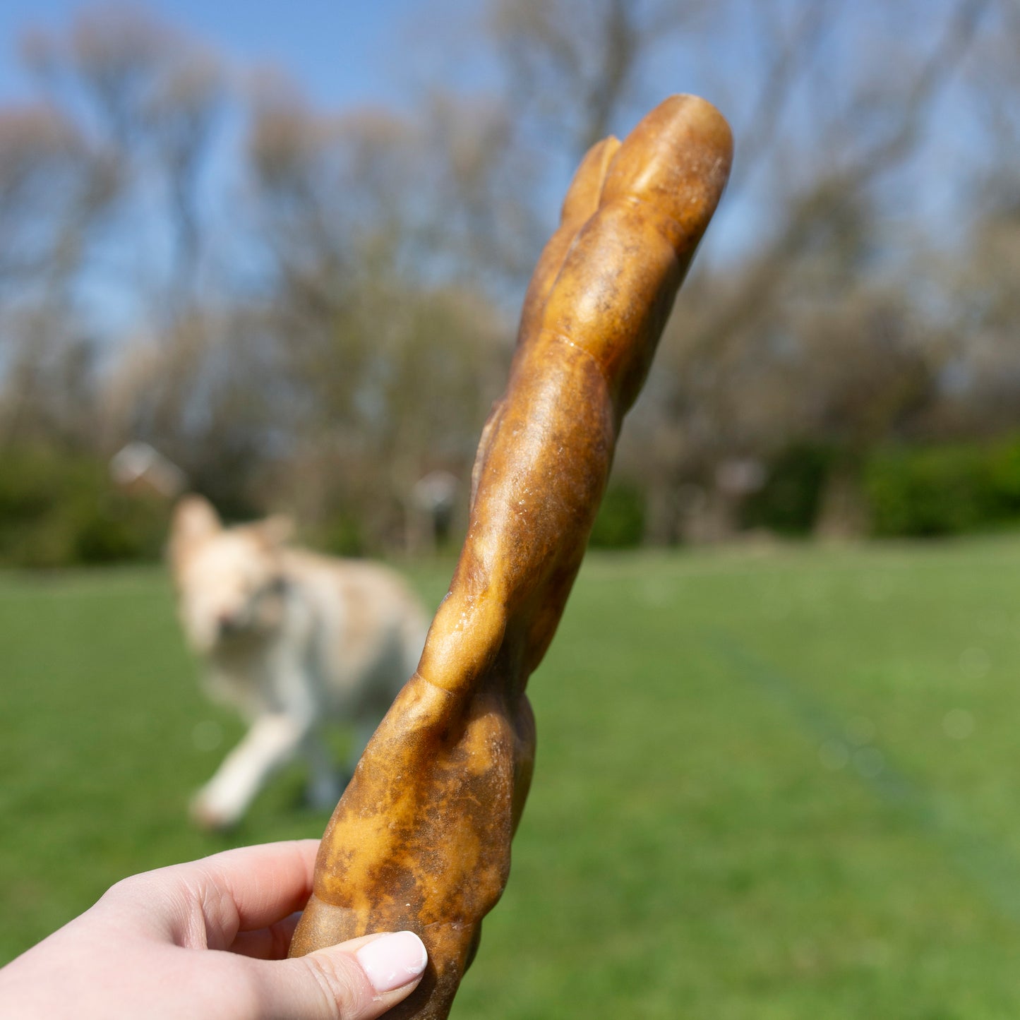 Mabel's Natural Pet Supplies jumbo camel roll dog treat, long-lasting natural chew for dogs, shown in the image.