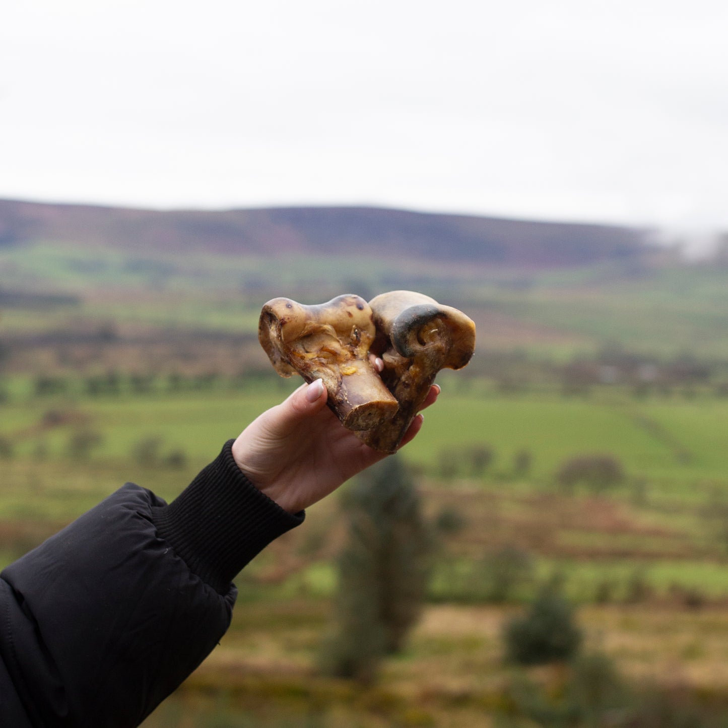 Two ostrich knuckle bones from Mabel's Natural Pet Supplies™ for dogs, showing the textured, durable bones in natural color.