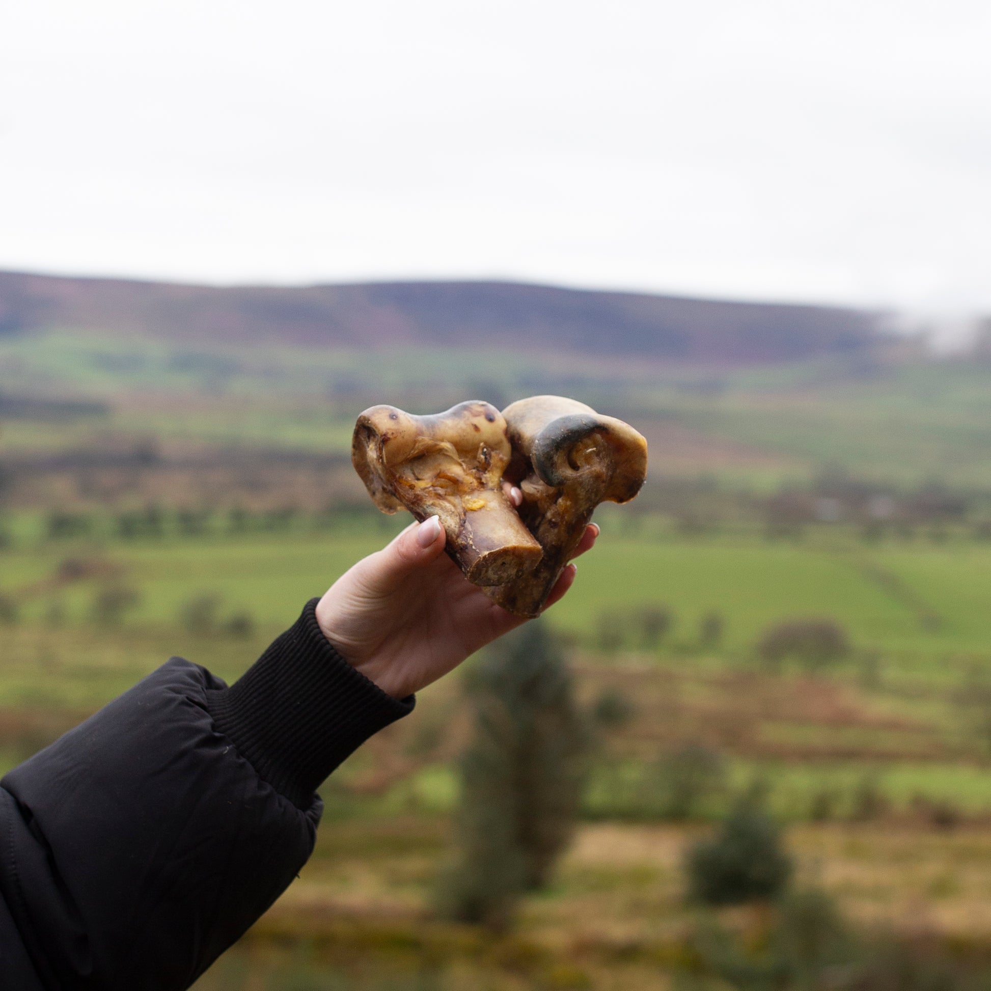 Two ostrich knuckle bones from Mabel's Natural Pet Supplies™ for dogs, showing the textured, durable bones in natural color.